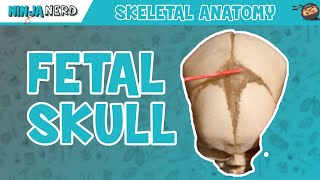 Fetal Skull Fontanelles Anatomy [upl. by Iddet]