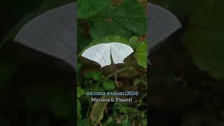 micronia aculeata moth of indonesia 78 [upl. by Placia]