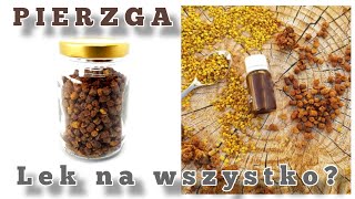 PIERZGA Pszczela Czy To Jest Lek na WSZYSTKO  pierzga pszczela pszczoły medycyna [upl. by Elleinnad]