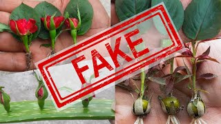 Professional Grower Exposes Fake Rose Propagation Videos [upl. by Neirbo104]