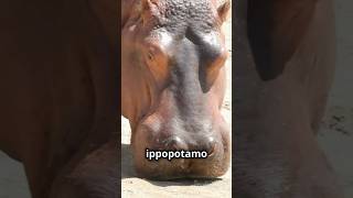 Il Latte di Ippopotamo è Rosa🦛 latterosa informazionidivertenti curiositàscientifiche zoologia [upl. by Dnilasor622]