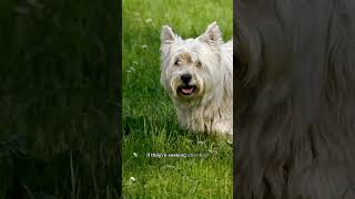 How do you respond to your dogs whimpering doglover pets viralpets shorts [upl. by Lubeck]