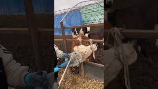 Dehorning procedure to reducing risk of hurting others Cattle [upl. by Mogerly]