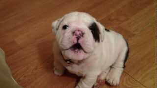 Bentley the Bulldog Puppy is fussy [upl. by Ichabod]