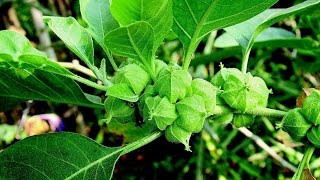 Ashwagandha and Testosterone Potent Adaptogenic Testosterone Booster and Cortisol Suppressant [upl. by Aeduj381]