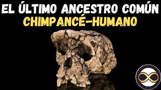 EL ÚLTIMO ANCESTRO COMÚN compartido por los géneros Homo humano y Pan chimpancé y bonobo [upl. by Eisus380]