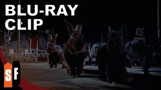 Night Of The Lepus 1972  Clip Lepus On The Move [upl. by Rubbico234]