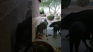 Javelinas eating my Halloween pumpkins in Arizona [upl. by Saihtam]