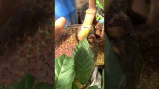 Jackfruit at home fruit villagelife nature [upl. by Yraek268]