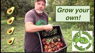 How Do Farmers Grow Avocado Trees [upl. by Free]