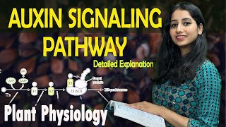 AUXIN SIGNALING PATHWAY II PLANT HORMONE II Plant Physiology I Detailed Explanation with PYQ [upl. by Parfitt]