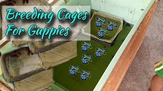 Types of Breeding cages for guppies  Guppy breeding techniques  Guppy farming [upl. by Joiner]