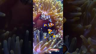 Focus on clownfish playfully darting in and out of an anemone [upl. by Nolana]