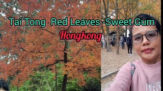 TAI TONG RED LEAVES SWEET GUM Ka Fely Vlog [upl. by Adrial771]