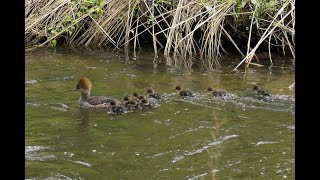 Hooded Mergansers 2020 [upl. by Frodine]