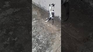 Slow motion cat trying to catch the string cat gatinha [upl. by Emaj267]