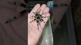 Mexican Redknee Tarantula quotMoltquot tarantulalove [upl. by Anelis]