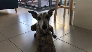 Whippet Barking at Camera [upl. by Hopper362]