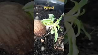 How to grow Almond plant part 3 shorts tamil  பாதாம் செடி வளர்ப்பு almond plant shorts [upl. by Tlaw158]