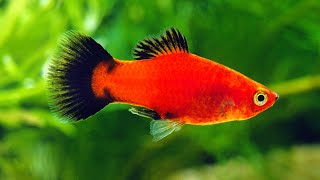 Platy Fish Care Guide Amazing Beginner Fish [upl. by Eseilana55]