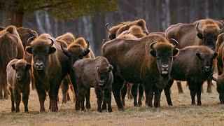 European Bison in the Białowieża Forest  March 2023 [upl. by Cristine775]