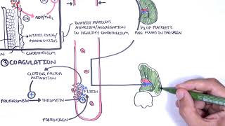 Thrombocytopaenia low platelets Overview  platelet physiology classification pathophysiology [upl. by Bunker]