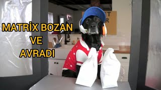 FIRLAMA KÖPEK MATRİX BOZAN 2 Antep Dublaj [upl. by Elna]