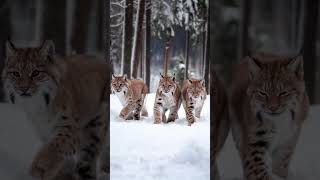 Siberian Trio Teenage Lynxes Exploring the Wild [upl. by Cerf]