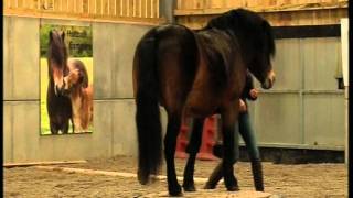 BBC Spotlight  Exmoor Pony Stallion Horse Agility World Champion [upl. by Mullins323]