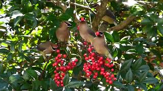 Cedar Waxwings eating berries [upl. by Ahlgren]