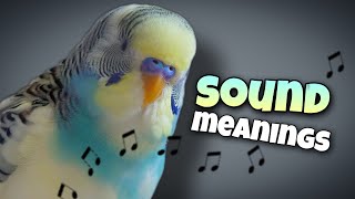 Parakeet Sounds and Their Meanings 🐦🔊 [upl. by Etty185]