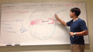 Xenopus Germ Layer Origin Quick Note on Neural Induction [upl. by Joao]