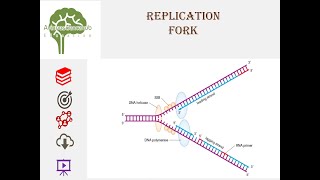 DNA Replication fork dna replication animation education science neet molecularbiology youtube [upl. by Ethbinium]