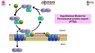 glyoxysomes peroxisomes [upl. by Pyne]