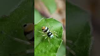 Phintella vittata Spider nature jumpingspider wonderfulnature arachnology spiderlove macro [upl. by Wojcik]