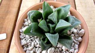 Haworthias Galore  My Haworthia Collection  Succulents [upl. by Yerffoj]