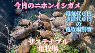 【今日のイシガメ🐢💚】ニホンイシガメ日本石亀亀庭亀牧場セマルハコガメミツユビハコガメガルフコーストハコガメJapanesepondturtle mauremysjaponica [upl. by Aitnohs]