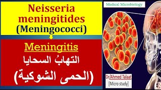 Neisseria 4 Neisseria meningitides Meningitis الحمي الشوكية والالتهاب السحائي [upl. by Josefa]