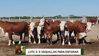 LOTE 57 EST EL SILENCIO 6 Vaquillas para entorar [upl. by Ricardo]