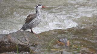 Torent Duck Merganetta armata on the Rio Quijos Ecuador [upl. by Innes345]