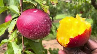 Eating Nectarines in the Farm [upl. by Meijer636]