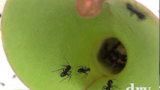 Ants aquaplaning on a pitcher plant [upl. by Nosnor]