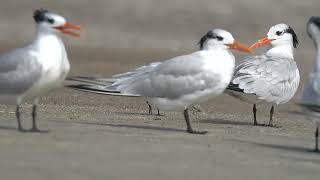 Sanderling Busily Avoids Royal Terns [upl. by Lybis]