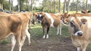 Passo a passo Inseminação em bovinos  Programa Terra Sul [upl. by Amoritta]