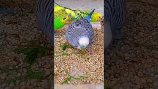 Colourfull Budgies Parakeets ❤️🥰 [upl. by Nosdrahcir]