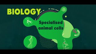 Specialised Animal Cells EXPLAINED  KS3 Science Biology BBC Bitesize [upl. by Nylsoj]