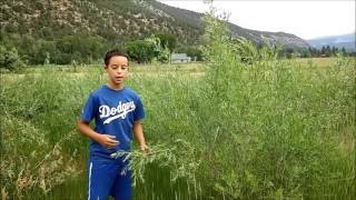 How to Identify Coyote Willow – Salix exigua – Colorado Botany [upl. by Rhine]