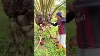 Pruning the Khajoor Plant Gardening HardWork [upl. by Gnes]