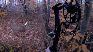 BOW HUNTING WHITETAIL DEER 2022 Pennsylvania Archery Season DOUBLE LUNG Perfect Shot Doe Hunt  USA [upl. by Rebmit57]