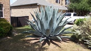 How to care for an agave plant and help it grow huge [upl. by Llenrac]